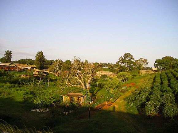 Tea estate near the fishing lake