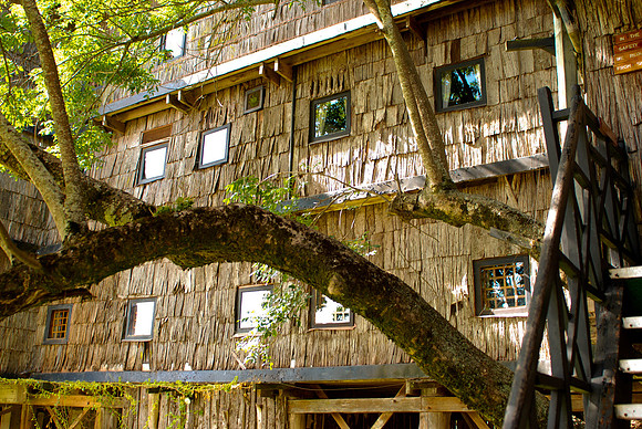 Treetops