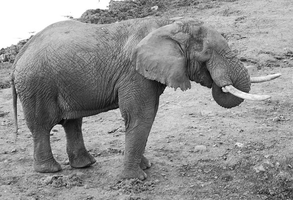 Elephant drinking