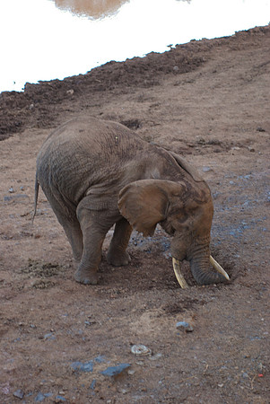 Digging for salt