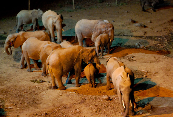 Elephants at night