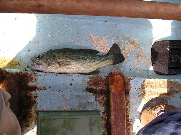 Dominic catches a bass in 2 mins